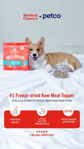 Publicité structurée alimentation animale Stella & Chewy's, active depuis 448 jours